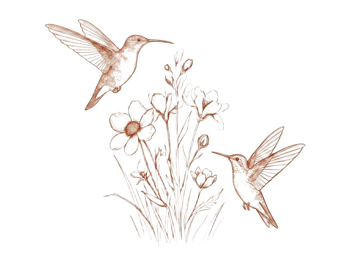 Light botanical line drawing of two hummingbirds meeting above wildflowers